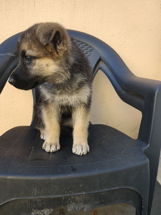 Pastor alemão fêmea pura Lindissima