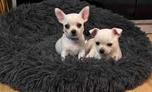 Chihuahua krótkowłosa