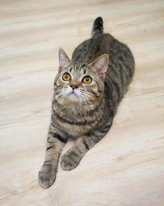 Кошеня у добрі руки