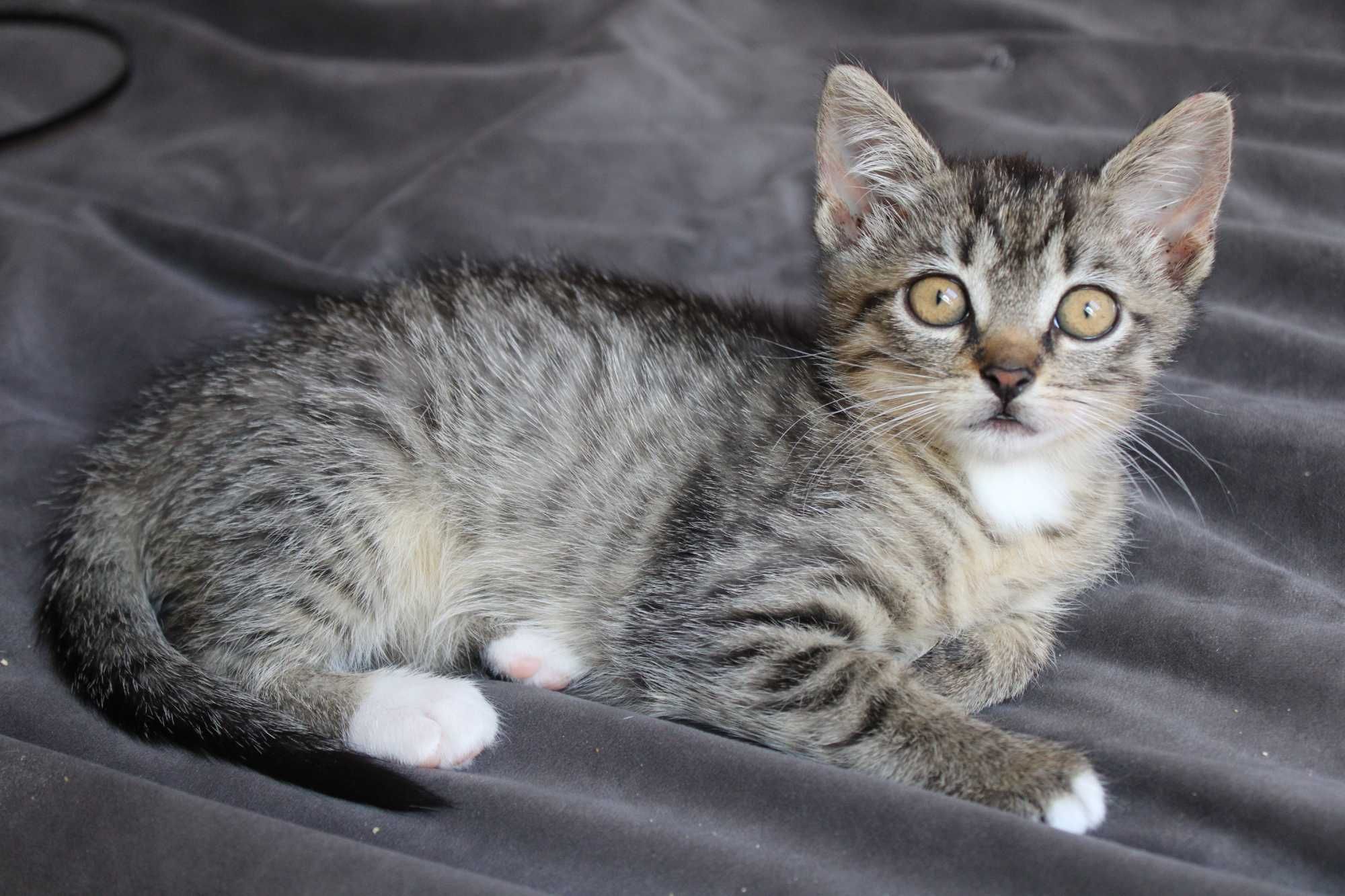 Proton - młody dżentelmen do adopcji