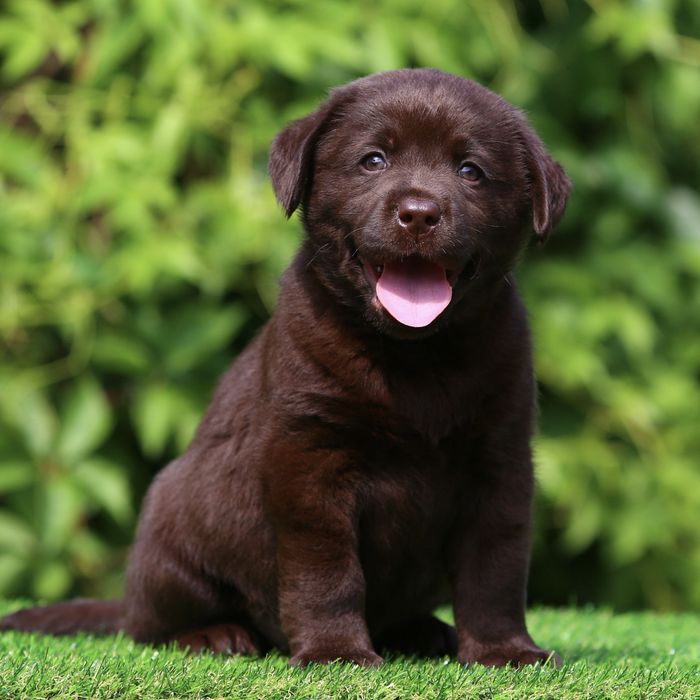Цуценч / цуценята Лабрадор Ретривер / щенки / щенок / щеня / щенята