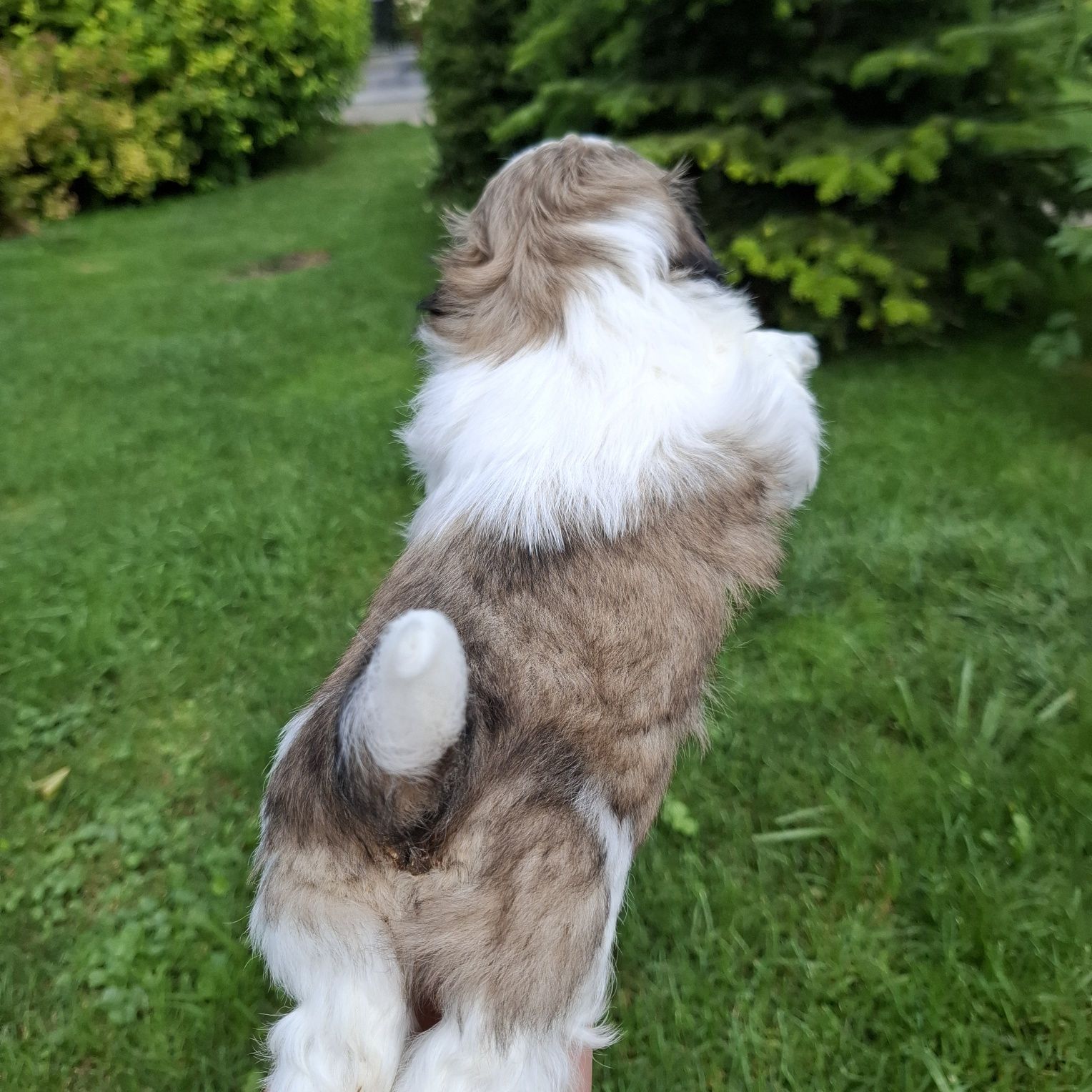 Pieski shih tzu samce do odbioru od 20 lipca