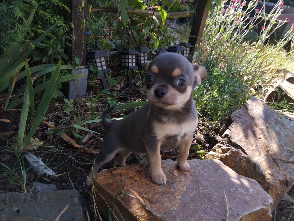 Chihuahua, mini piesek,  szczeniak