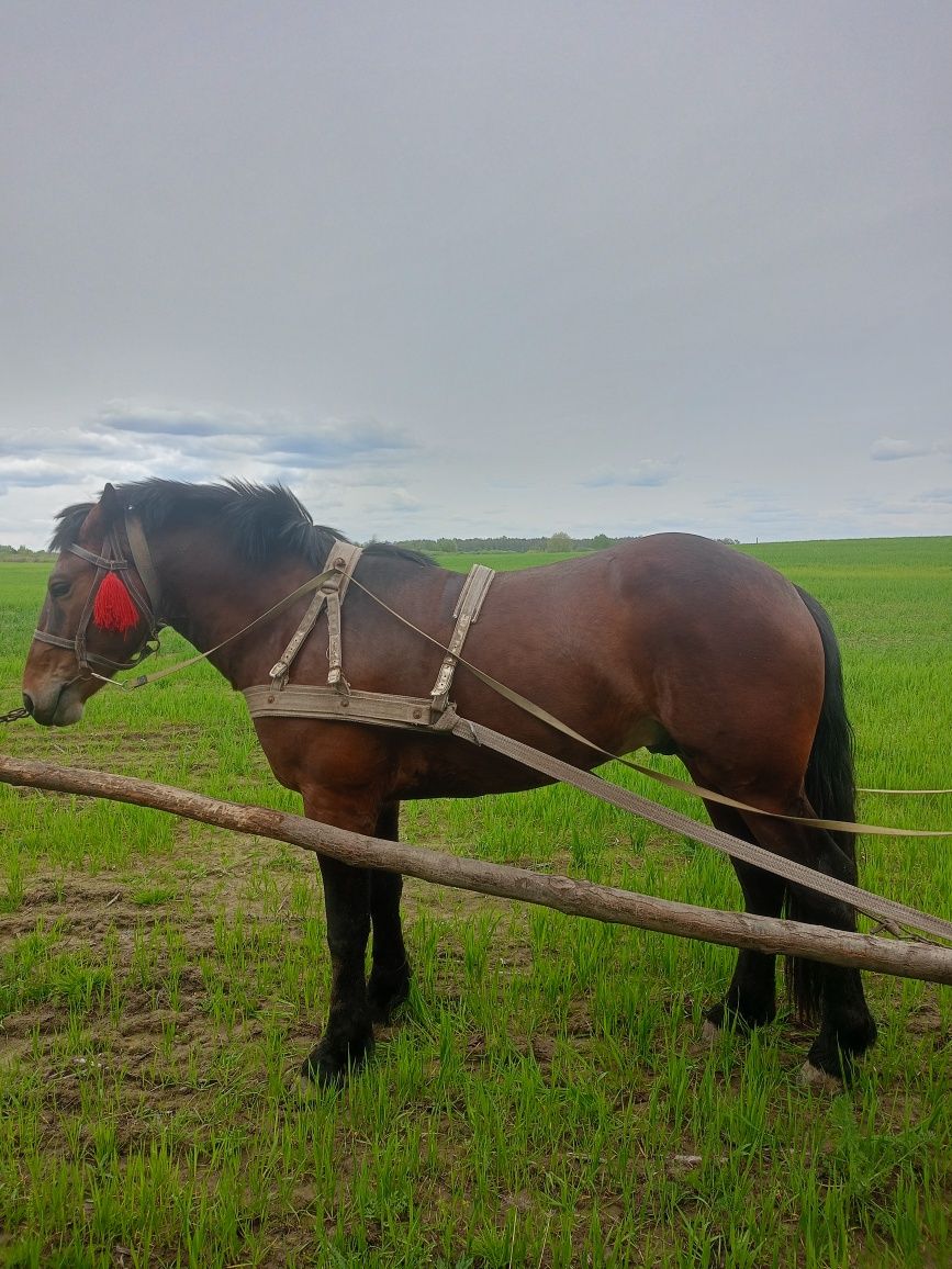 Продам жеребця чотири роки.