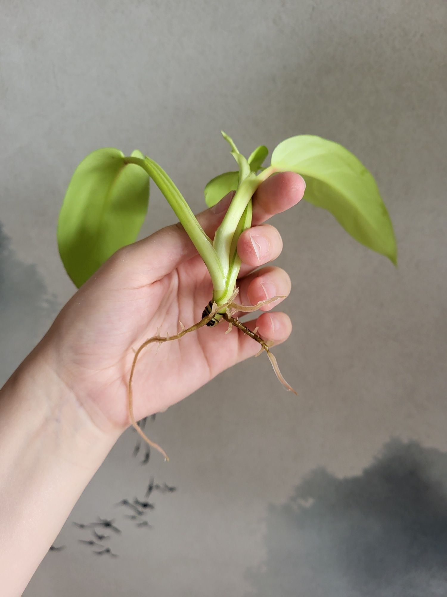 Philodendron MALAYA GOLD