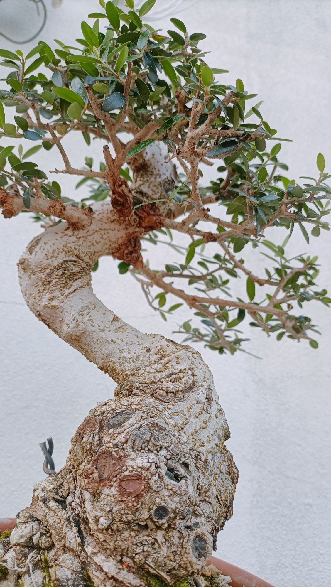 Vendo oliveira silvestre bonsai