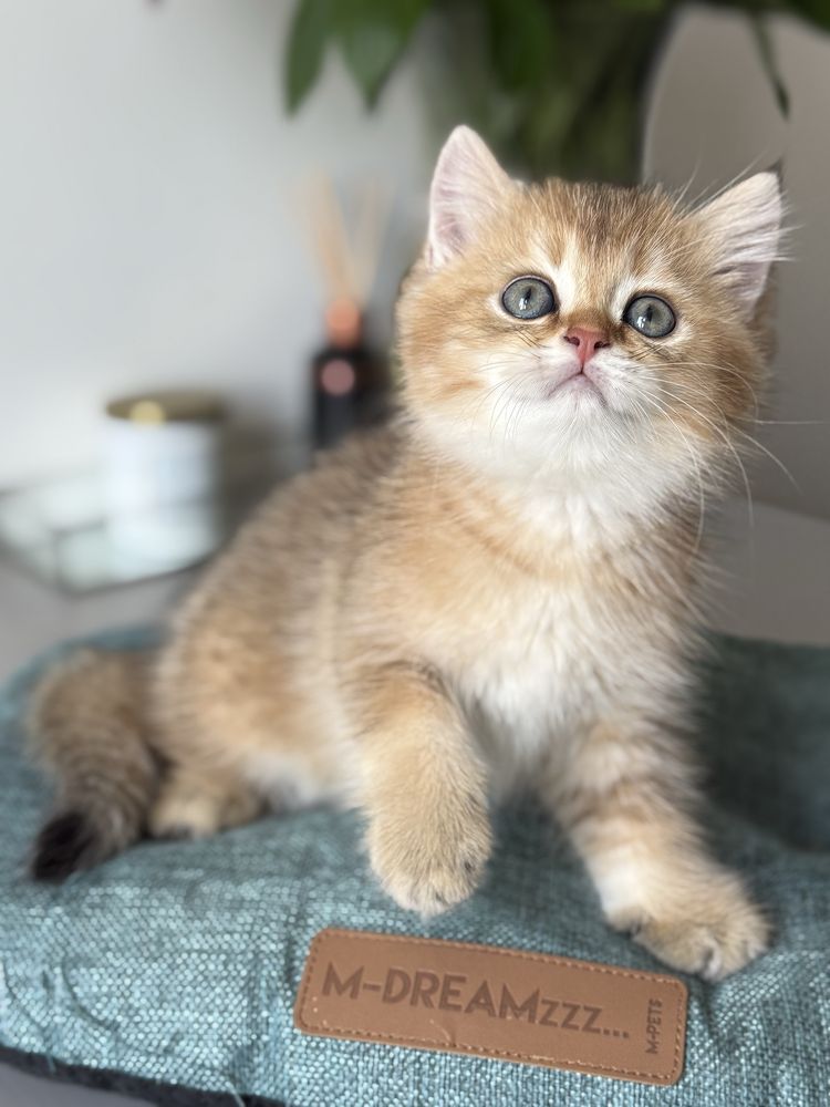 Золота шиншила кошеня хлопчик котенок