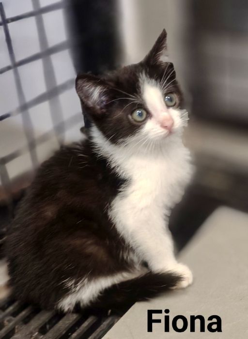 Frezja ,Frotka i Fiona pilnie szukają domów..