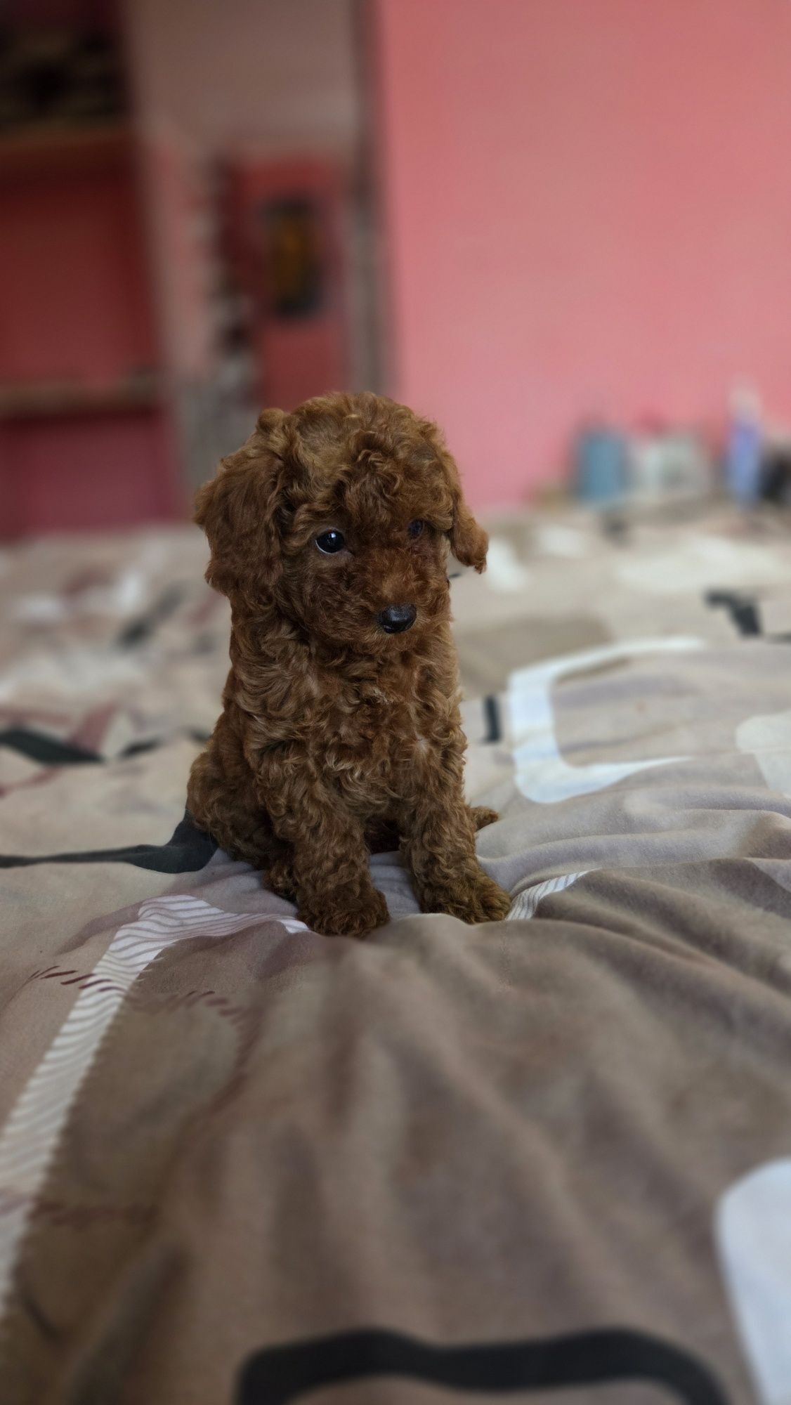 Caniche toy magnifico