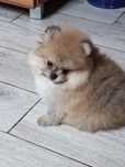 Pomeranian suczka