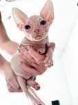 Gymni Gata*PL sfinks kanadyjski canadian sphynx kociak