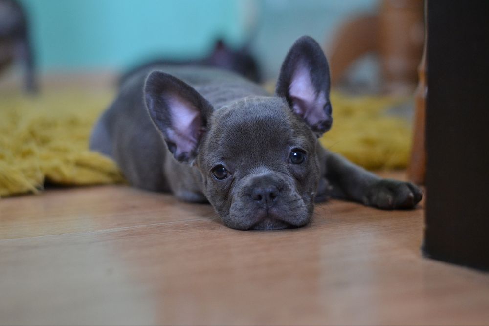 Голубые щенки французский бульдог девочки французики