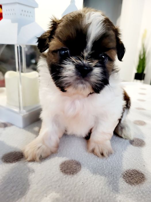 Sunia shih tzu. Rodowód. Chip.  Wyprawka