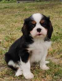 Cavalier King Charles Spaniel