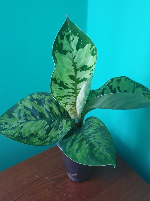 Хомаломена. Комуфляж,  . Апобалліс. Спатифілум. Даймонд. Аглаонема. Аз