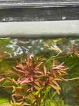 Rotala Blood Red Singapore – Planta de aquário (vermelha)