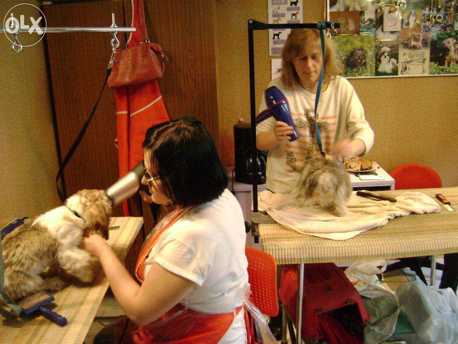 Kurs strzyżenia psów Kurs groomerski kurs groomingu mamy psy czwiczeń