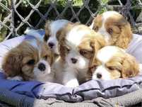 Cavalier king charles spaniel suczka szczeniak ekstra klasa