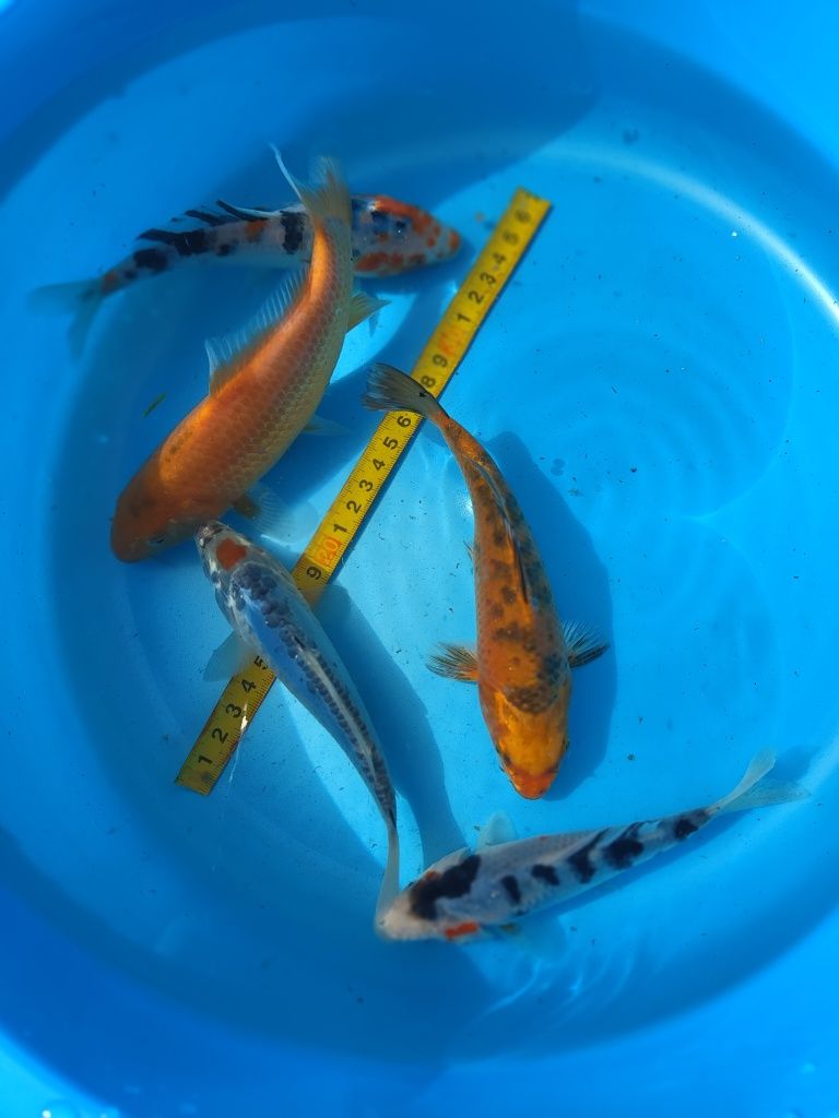 Ryby ozdobne Murowaniec- Karp koi, karaś, orfa, lin złoty, amur