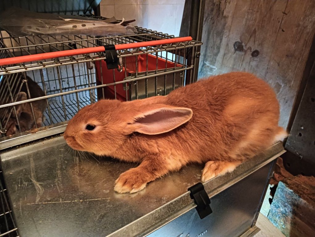 Coelho para servir de animais de estimação