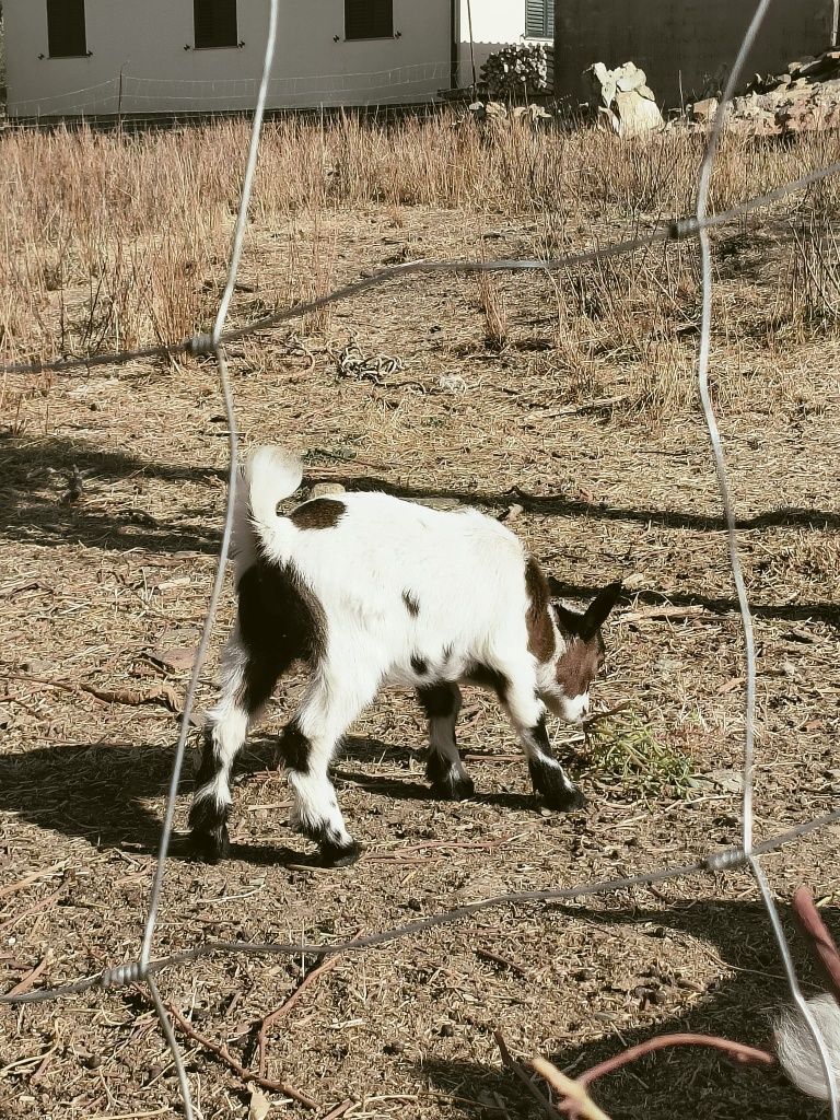 Cabras anãs fêmeas