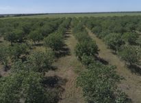 Продаж земельної ділянки 27 га. Горіховий сад. Волоський горіх.