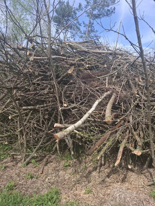 Gałęzie na zrębki