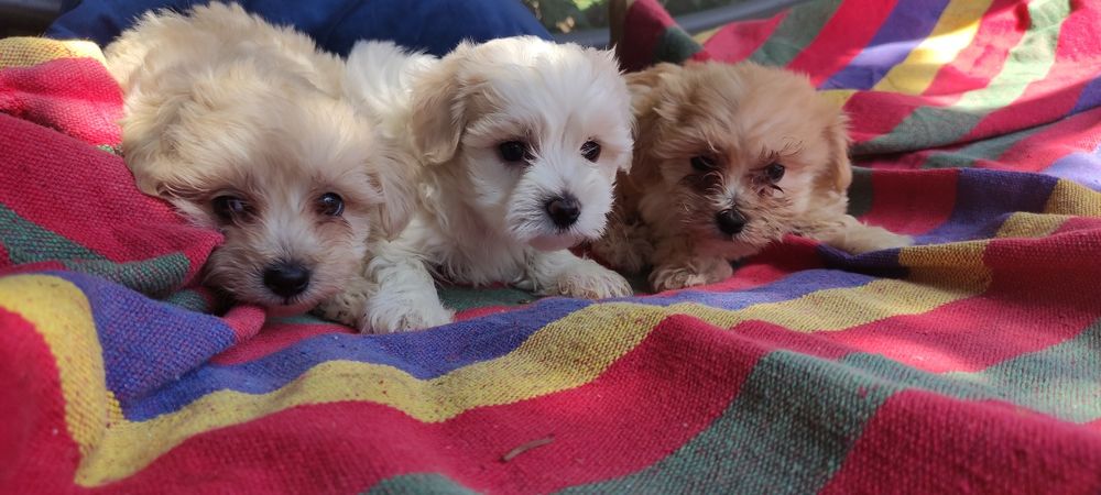 Maltipoo chłopiec Warszawa pudel maltańczyk