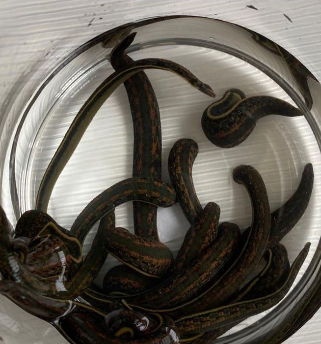 Гирудотерапия (пиявки) 2-3 грамм