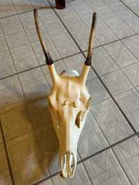 Byk- kompletna czaszka z grandlami w komplecie.