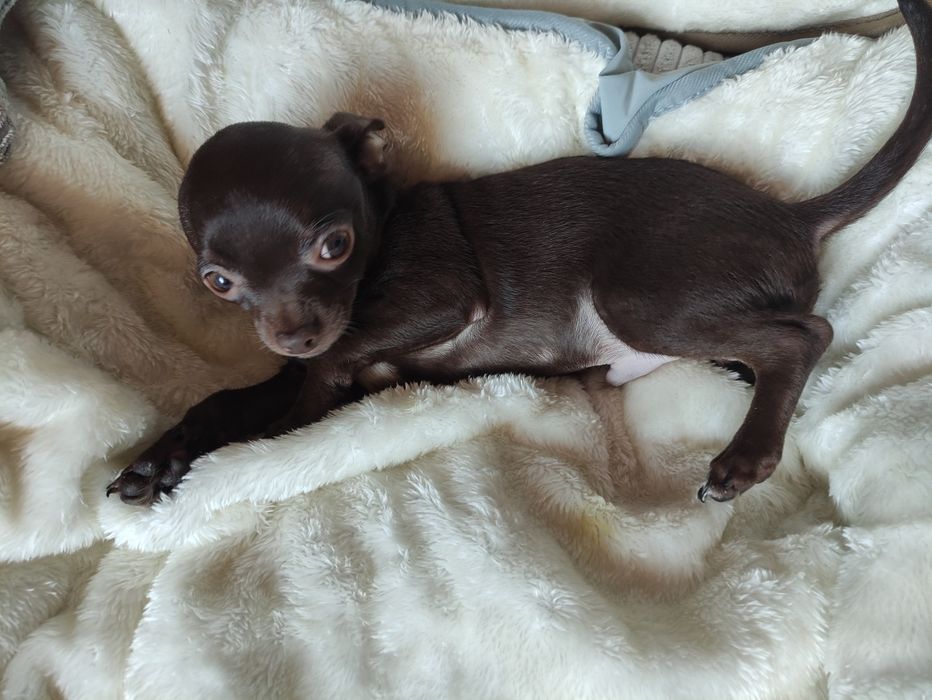 Cudowny odchowany piesek Chihuahua gorzka czekolada.Rodowód 4pokolenia