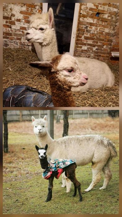 Alpaka samica biała z genem grey