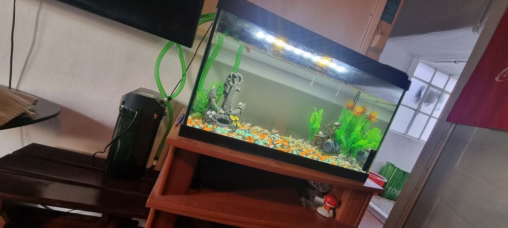 Aquário mais filtro Eheim. 250