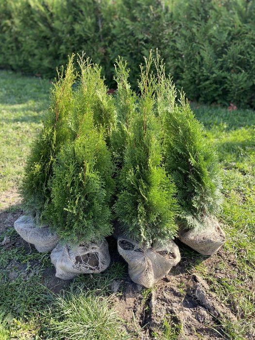 Piekna Tuja Szmaragd 90-100cm PRODUCENT | DOSTAWA | SADZENIE (110/120)