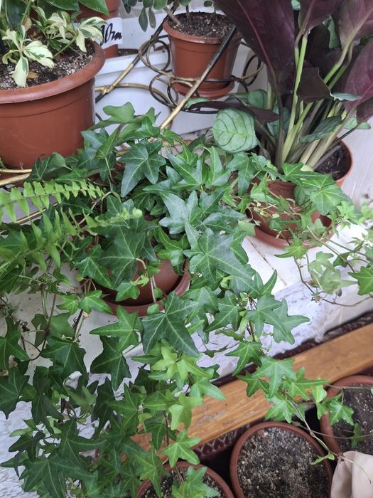 Комнатные растения, цветы.