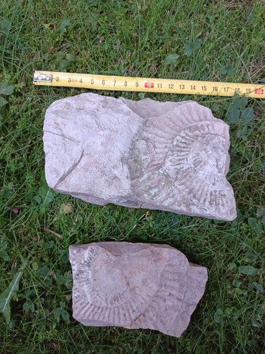 Skamielina odcisk amonit 2szt.