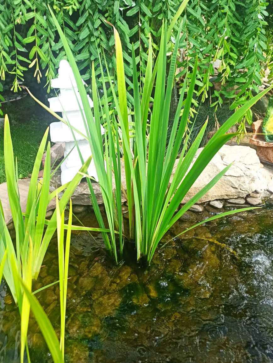 Водяні рослини для біоплато (аір, ірис, рогоз, гідрила мутовча, чистух