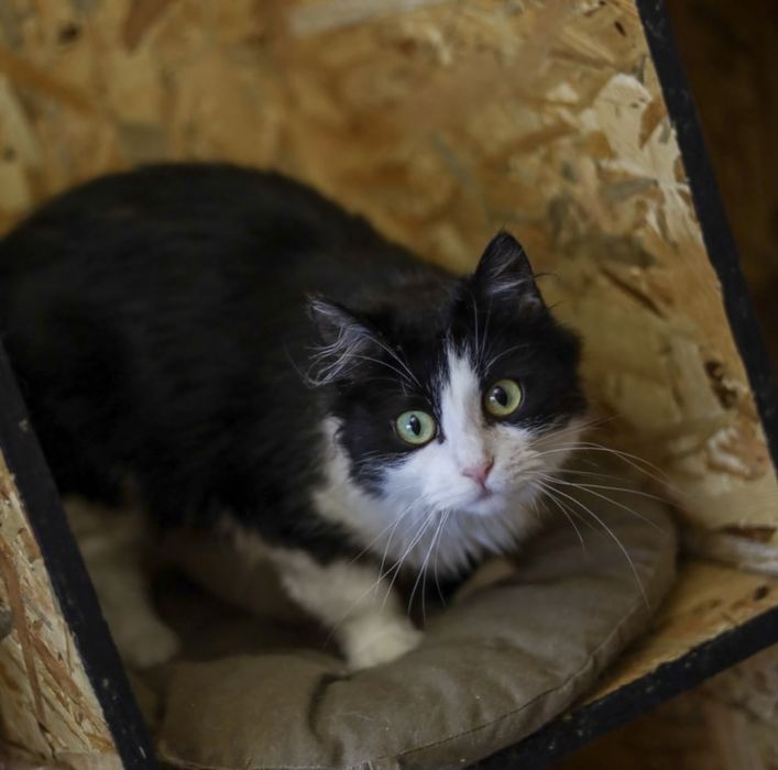 Милая кошечка Ася, 1,5 года, добрая и ласковая кошка, девочка