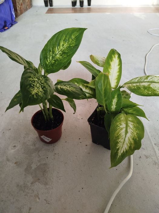 Калла Ефіопська, дифінбахія, плющ