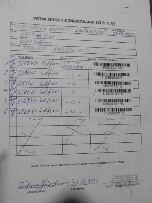 Owczarek Niemiecki Krótkowłosy FCI SZCZENIAK suczka  czarna podpalana