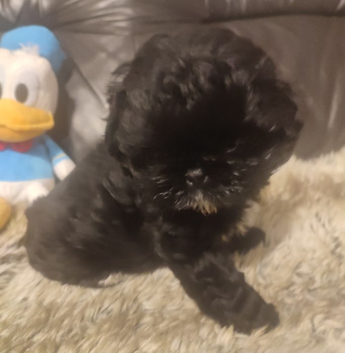 Shihtzu czarno biały piesek