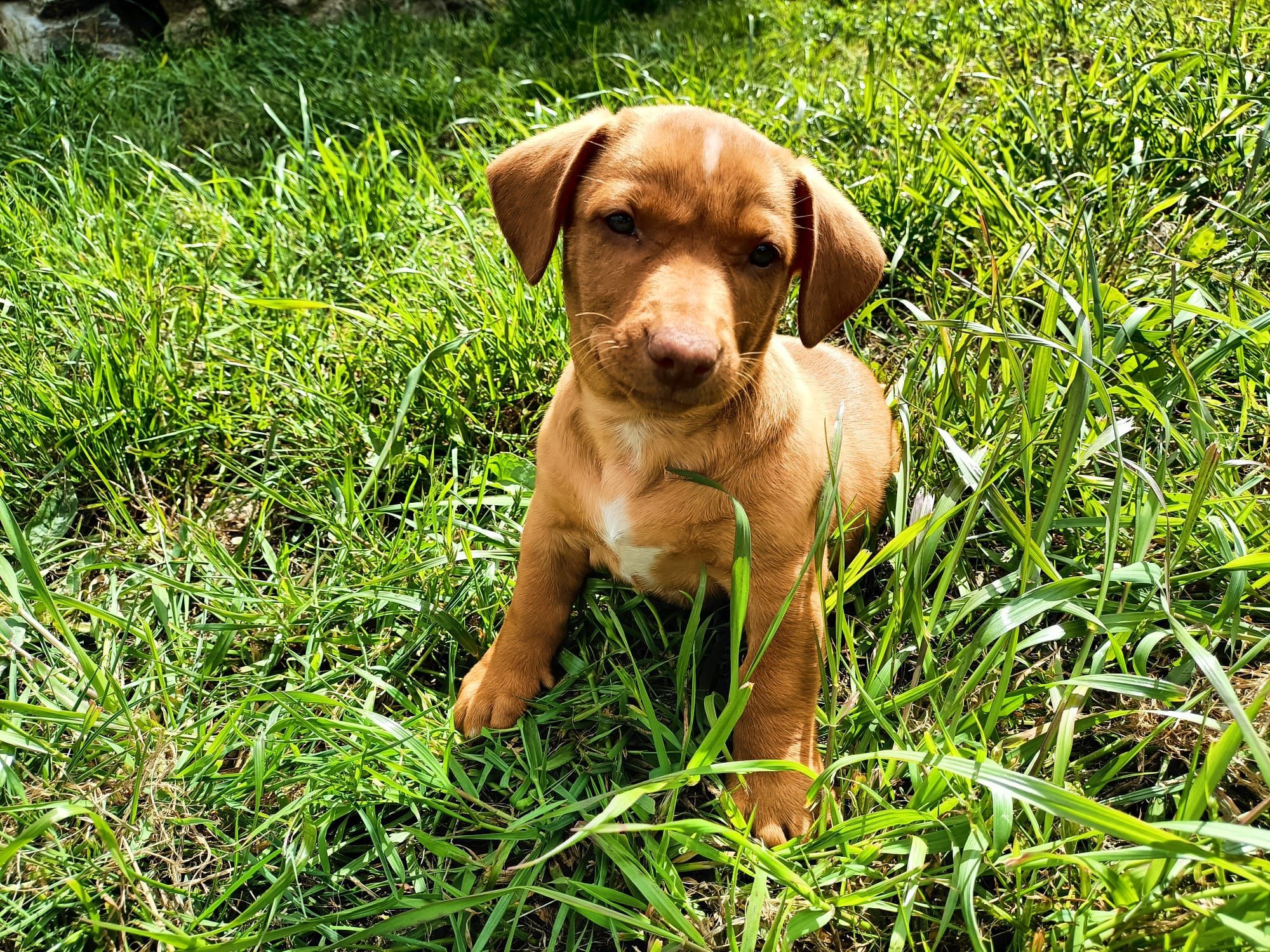 Cachorrinhos para adoção