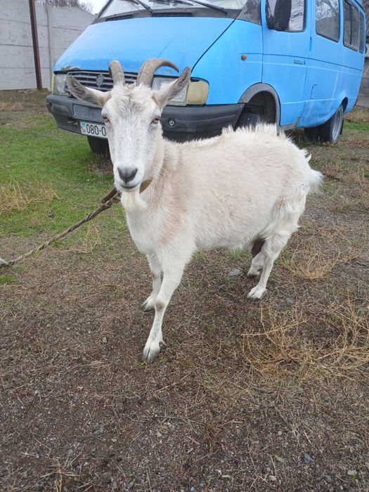 Продам козу дойную