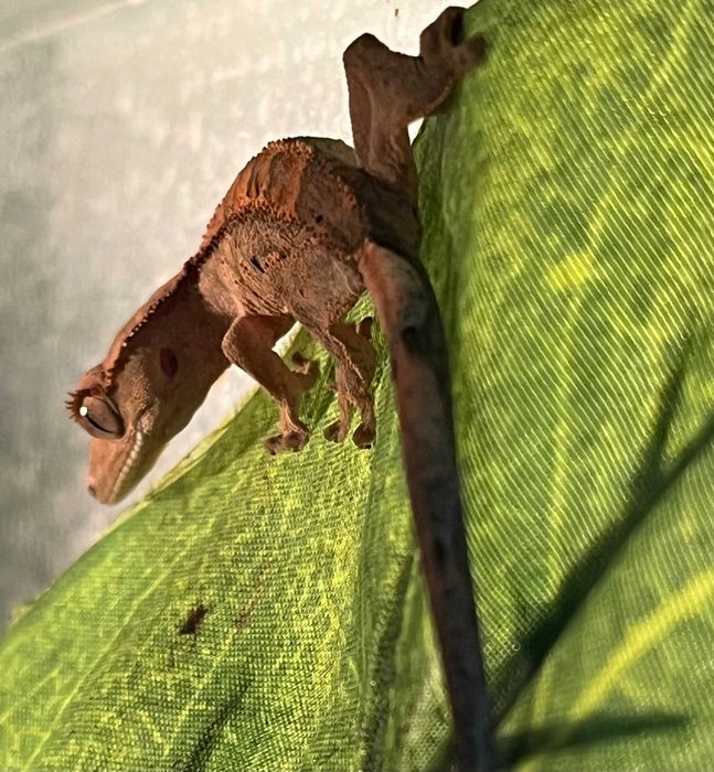 Gekon orzęsiony Sklep Zoologiczny Discus Racibórz