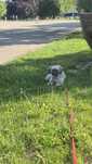 Oddam za darmo Shih Tzu