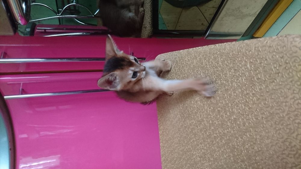 ВЯЗКА Абиссинский кот приглашает невест