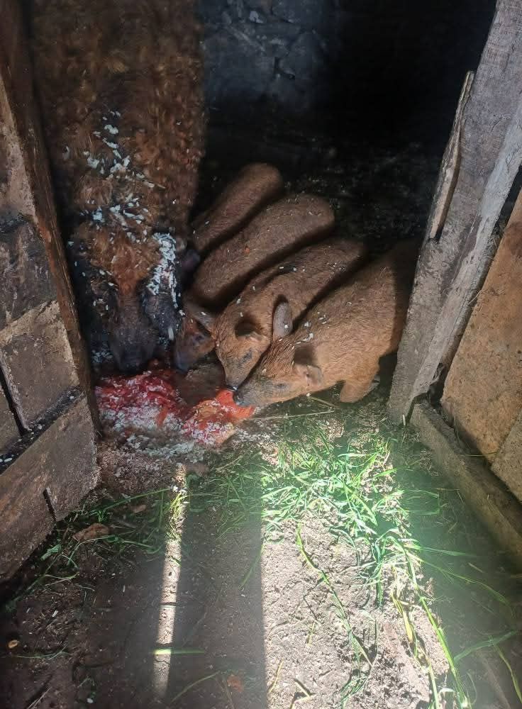 Porcos mangalitsa com bisaro