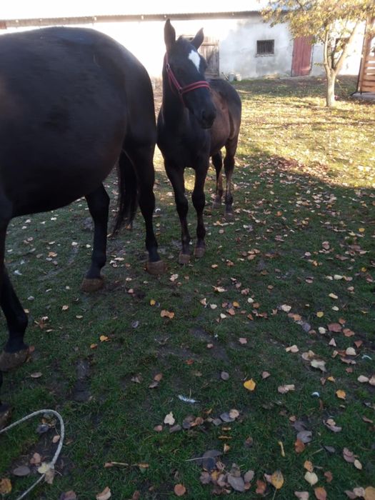 Ogierek śląski po Basie
