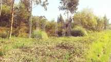 Terreno  Venda em Eixo e Eirol,Aveiro