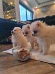 Pomeranian szpic miniaturowy